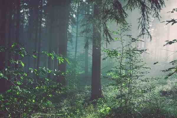 1The Woods